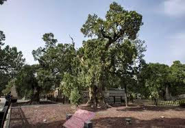 Millennium-old cypresses carry culture across generations